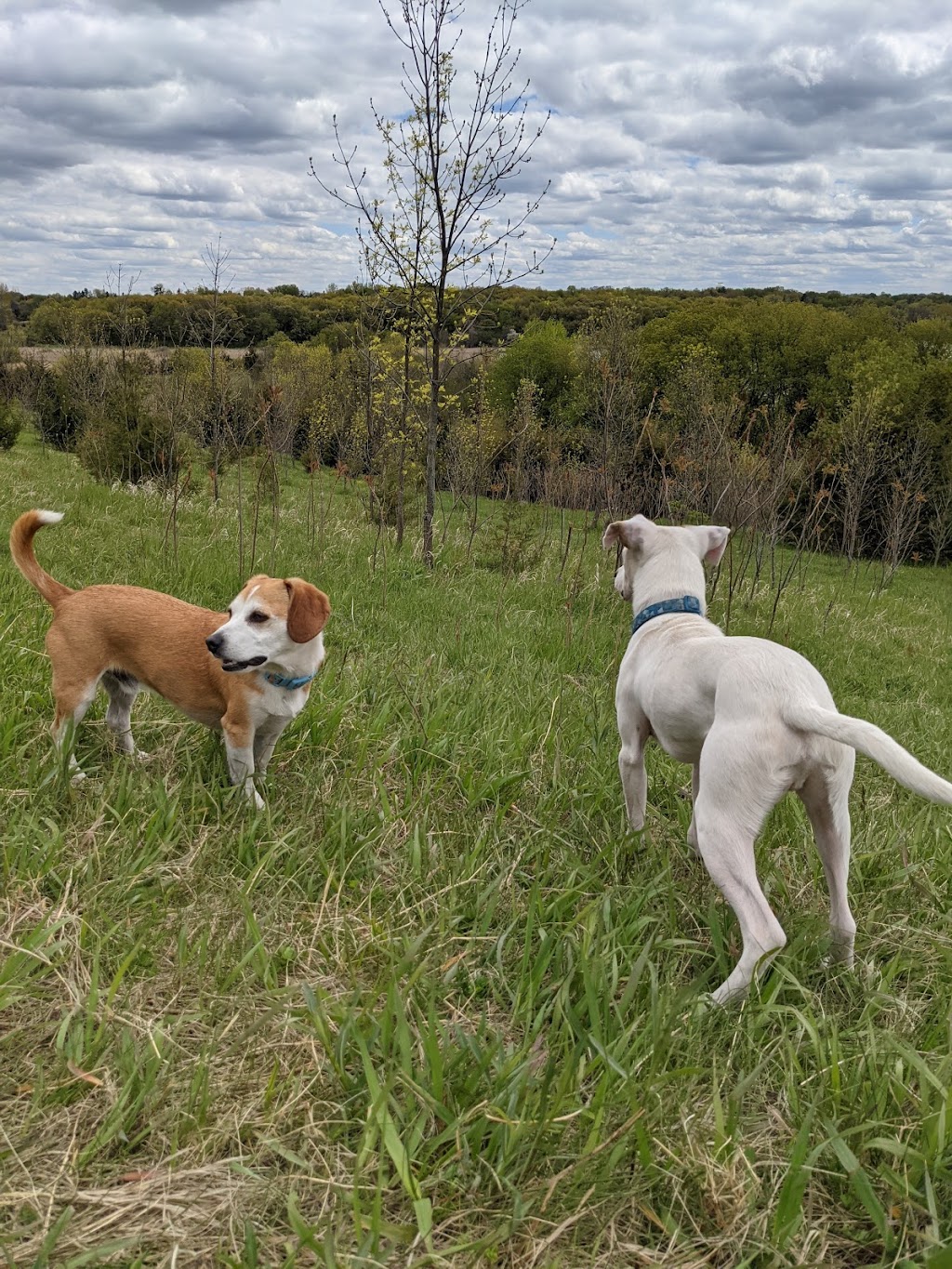 Carver Park Reserve Off-Leash Dog Park | 7200 Park Dr, Victoria, MN 55386, USA | Phone: (763) 694-7650