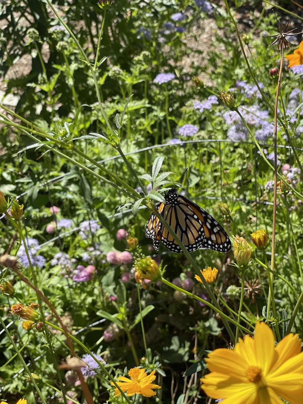 Lake Granbury Master Gardeners | 1410 W Pearl St, Granbury, TX 76048, USA | Phone: (817) 579-3280