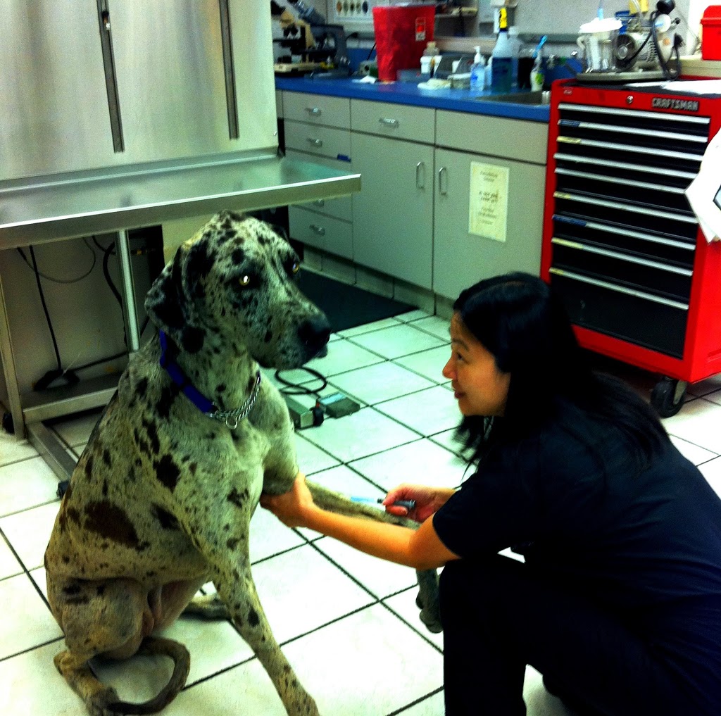 MedVet Dallas | 11333 N Central Expy, Dallas, TX 75243, USA | Phone: (972) 994-9110