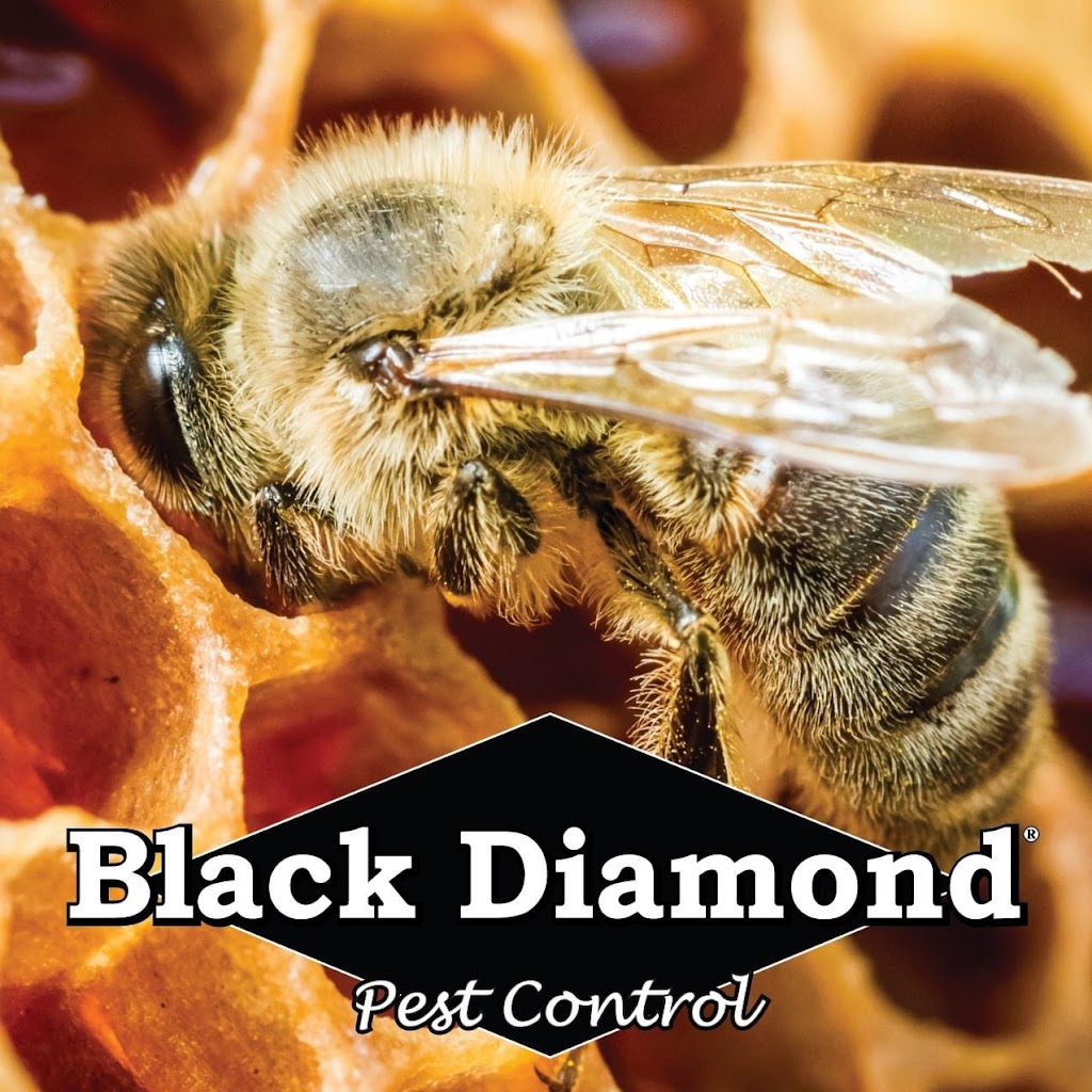 Black Diamond Pest Control (Lexington) | 320 Cutters Hill Ct, Lexington, KY 40509, USA | Phone: (859) 721-2458