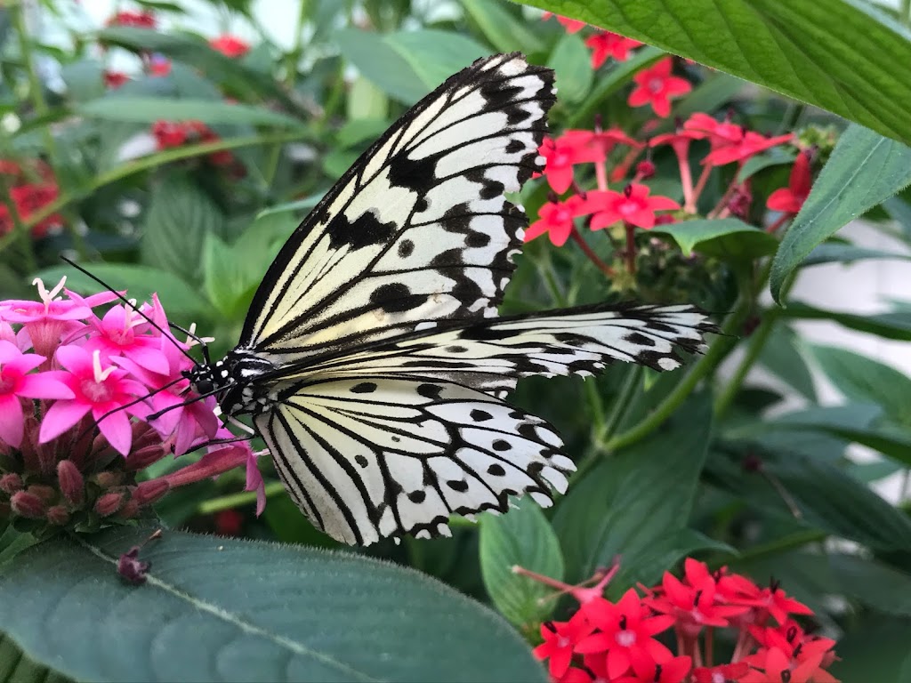 Butterfly House | 979 Catawba Ave, Put-In-Bay, OH 43456, USA | Phone: (419) 285-2446