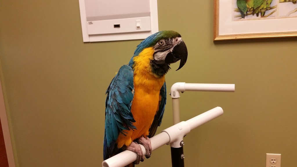 Specialized Care For Avian & Exotic Pets | 10882 Main St, Clarence, NY 14031, USA | Phone: (716) 759-0144