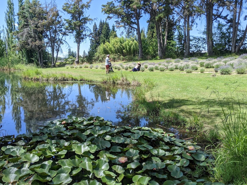 Bunz Lavender Farm | 5950 Mt Vernon Rd, Lincoln, CA 95648, USA | Phone: (916) 316-0062