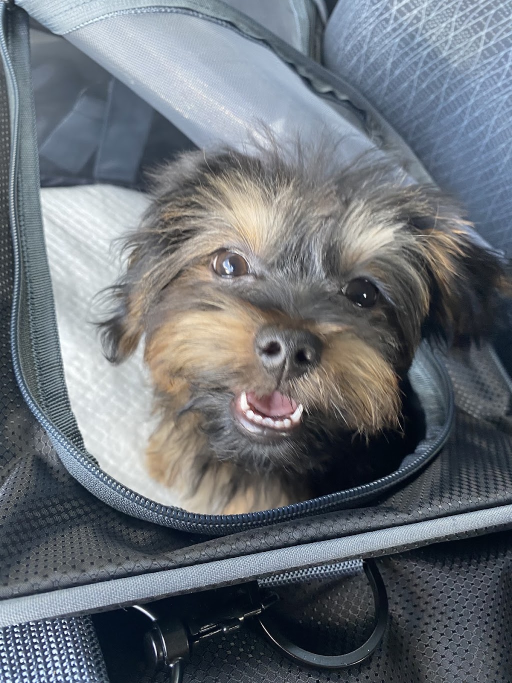 Mebane Pet Clinic | 900 Mebane Oaks Rd, Mebane, NC 27302, USA | Phone: (919) 304-5200