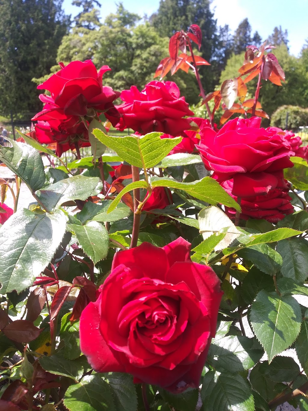 Point Defiance Rose Garden | 5400 N Pearl St, Tacoma, WA 98407, USA | Phone: (253) 305-1090