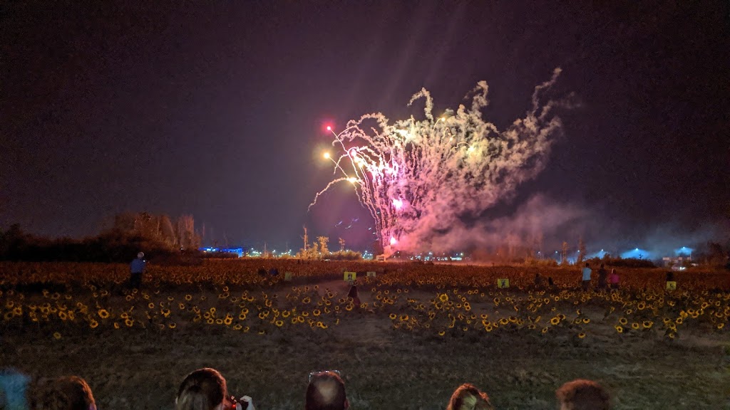 Prayers From Maria Sunflower Field in Avon | Jaycox Rd, Avon, OH 44011, USA | Phone: (216) 727-3511