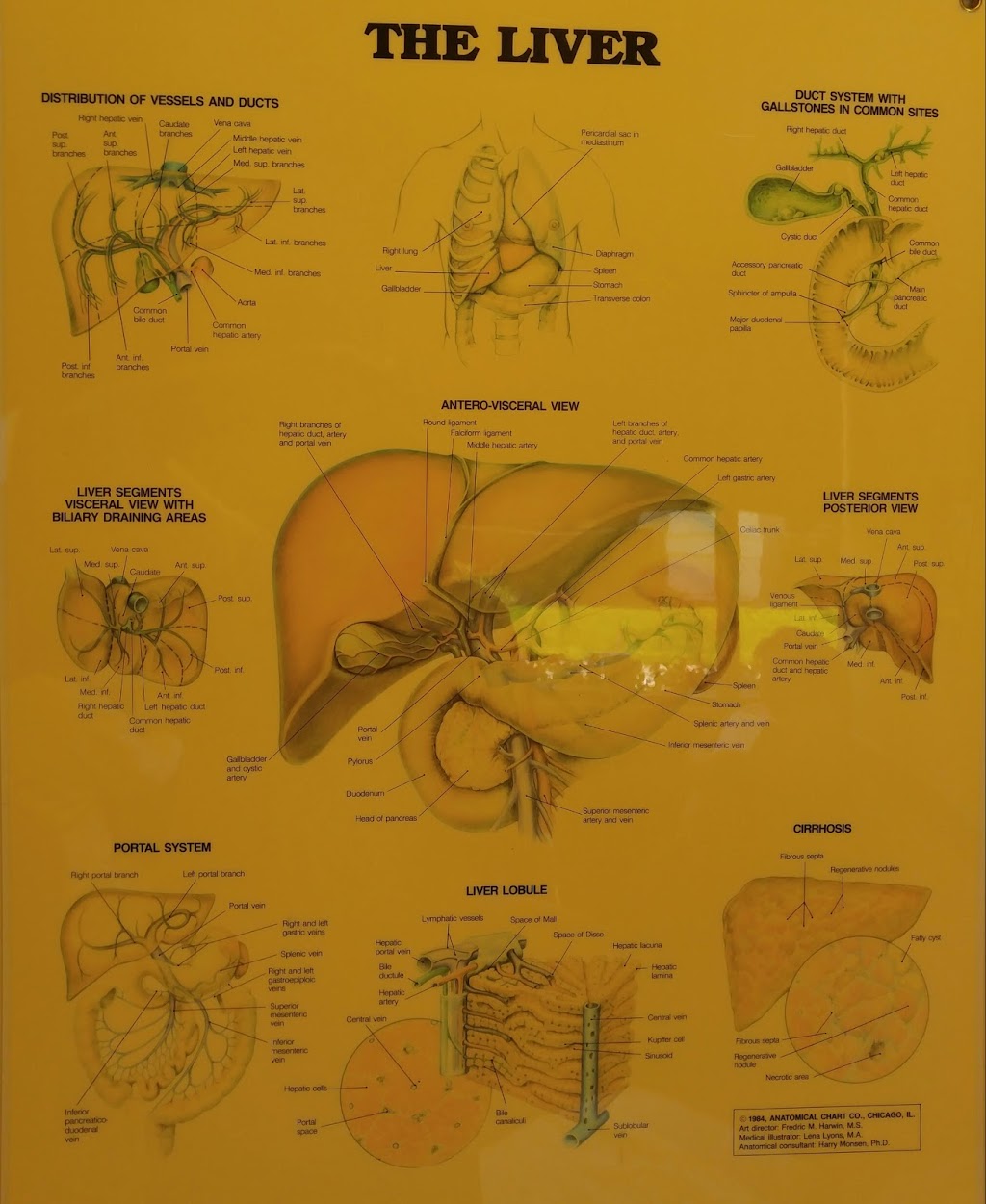 Loma Linda University Transplantation Institute | 197 E Caroline St Suite 1400, San Bernardino, CA 92408, USA | Phone: (909) 558-3636