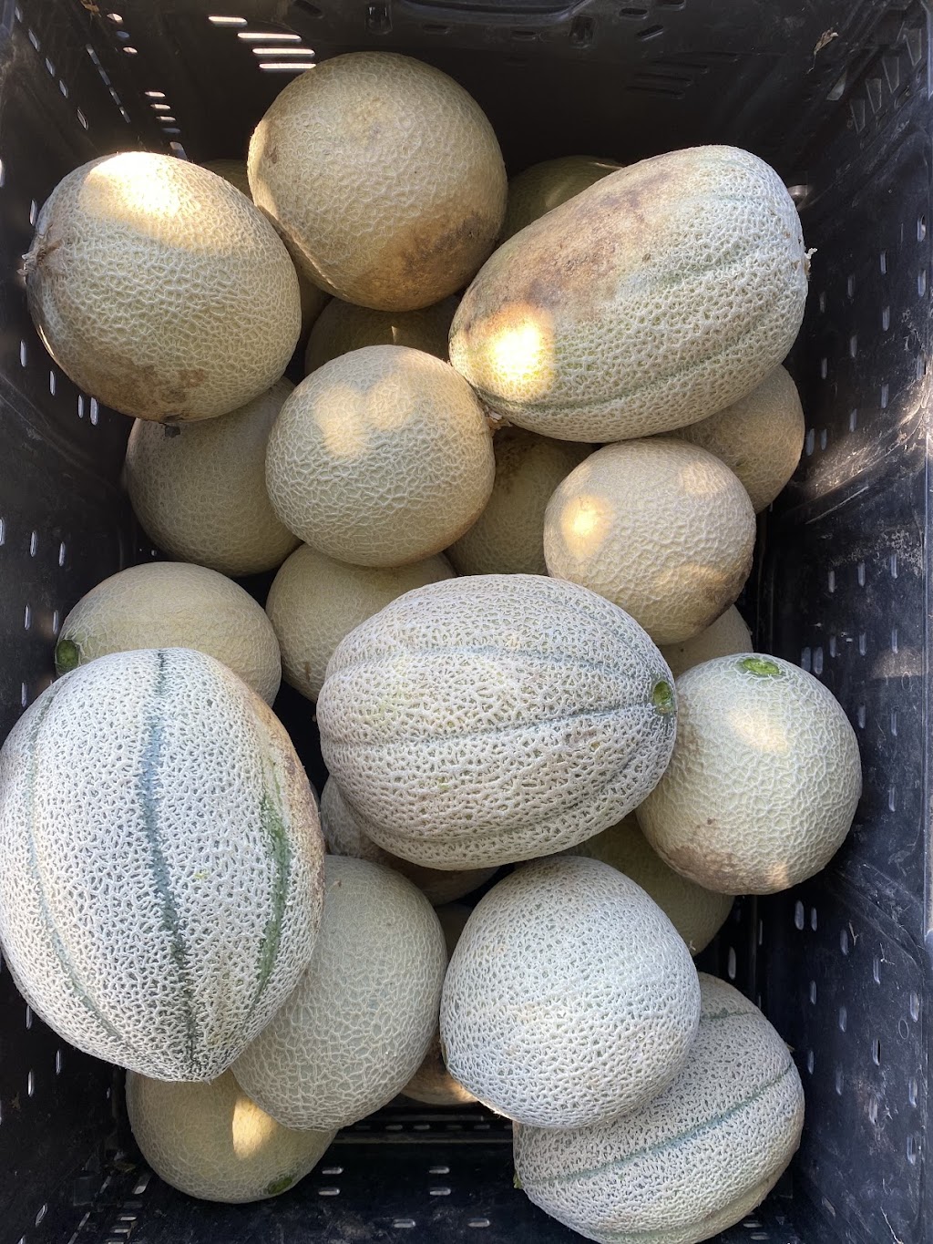 Big Tree Fruit Stand | 17725-, 17877 CA-88, Lockeford, CA 95237, USA | Phone: (209) 663-2661