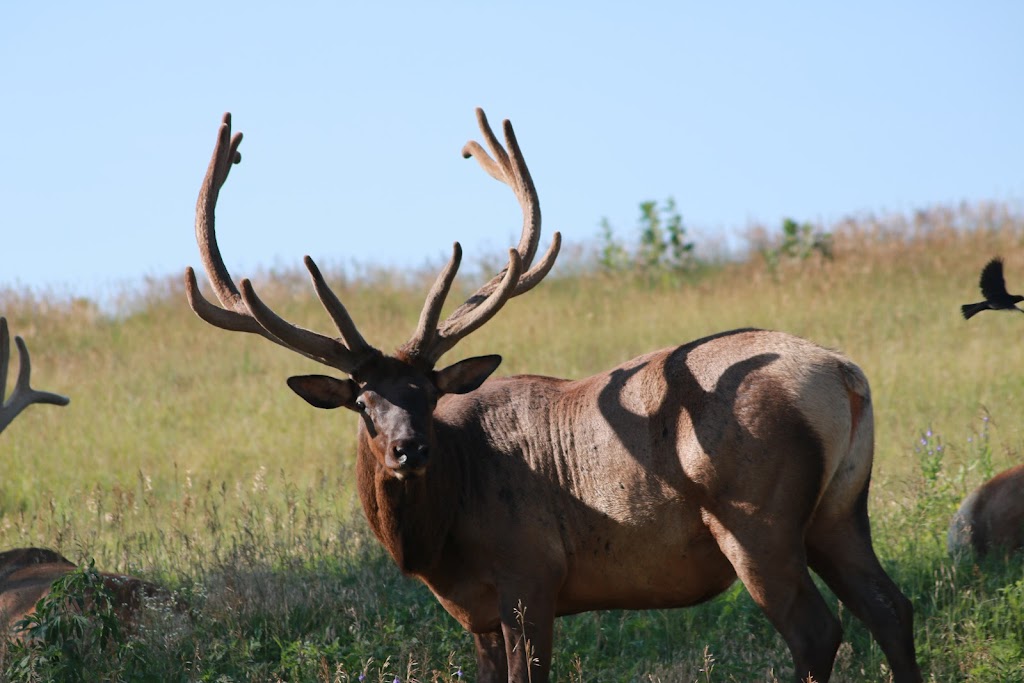 Wildlife Safari Park | 16406 292nd St, Ashland, NE 68003, USA | Phone: (402) 944-9453