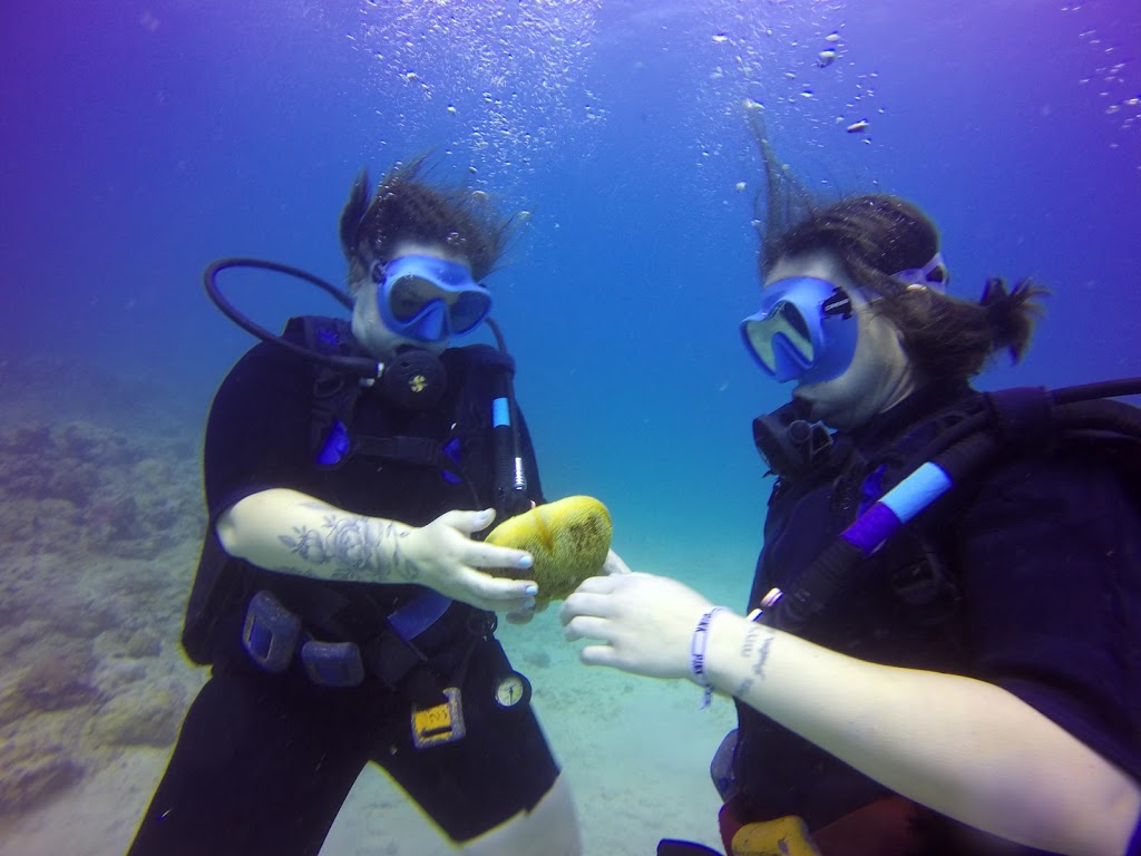 Oahu Diving | Kewalo Boat Harbor (*Not Dive Oahu*, Honolulu, HI 96814, USA | Phone: (808) 721-4210