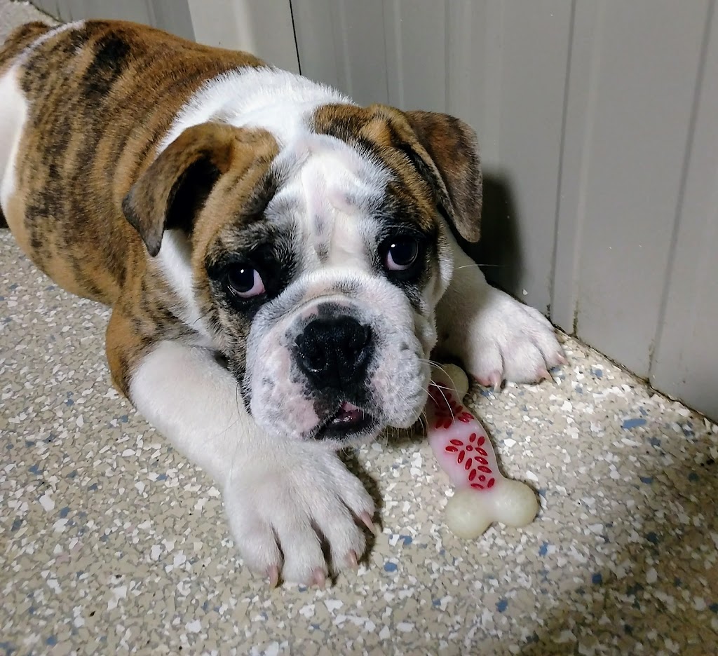 Tullys Kennels | 7777 D St, Omaha, NE 68124, USA | Phone: (402) 391-2456