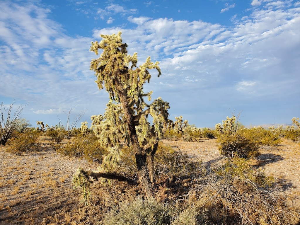 Sonoran Desert National Monument | Maricopa, AZ 85239 | Phone: (623) 580-5500