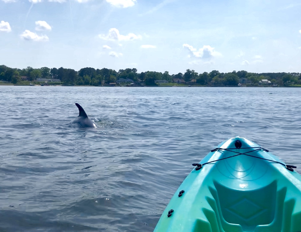 GoKayak! Paddle with a Porpoise! | 64th Street Boat Ramp, Virginia Beach, VA 23451, USA | Phone: (757) 235-4859