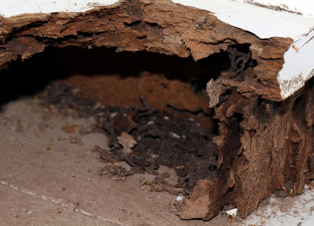 Cement Capital Termite Removal Experts | 300 Bryant Ave, Midlothian, TX 76065, USA | Phone: (214) 249-0847