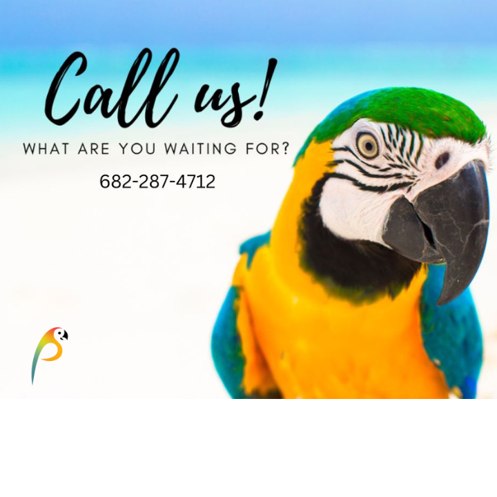 Polly Parrot Travel | 147 Holster Holw Rd, Newark, TX 76071, USA | Phone: (682) 287-4712