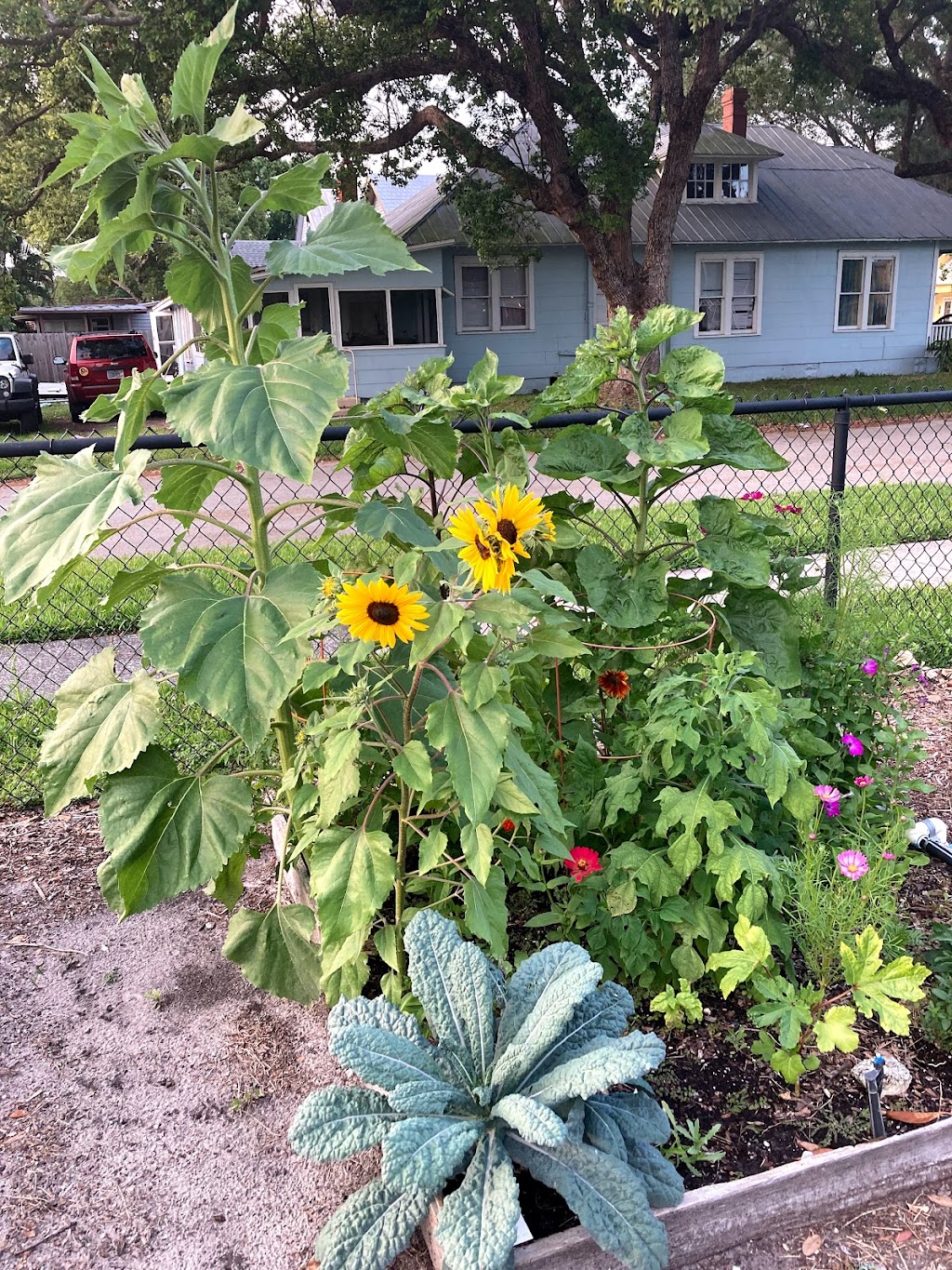 Community Garden | 802 New York Ave, St Cloud, FL 34769, USA | Phone: (407) 957-7243