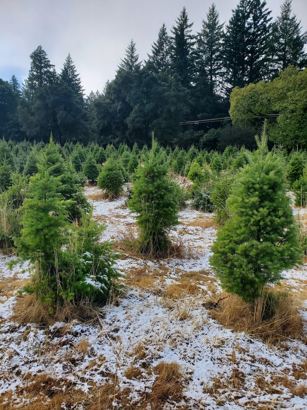 Crest Ranch Choose and Cut Christmas Tree Farm | 12200 Empire Grade, Santa Cruz, CA 95060, USA | Phone: (831) 423-8733