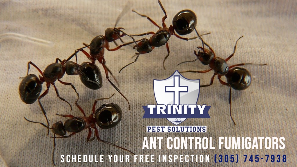 Trinity Pest Solutions | 100 NE 15th St Suite: 101-E, Homestead, FL 33033, USA | Phone: (305) 745-7938