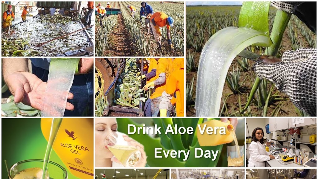 Forever Living Aloe Vera Products San Diego CA USA | 1275 Stone Dr, San Marcos, CA 92078, USA | Phone: (760) 803-1493