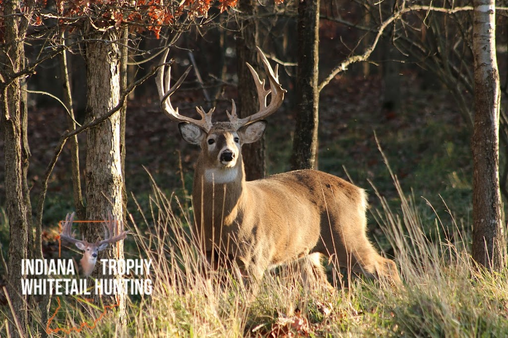 Indiana Trophy Whitetail Hunting | 6492 County Rd 150 S, South Whitley, IN 46787, USA | Phone: (260) 248-1684