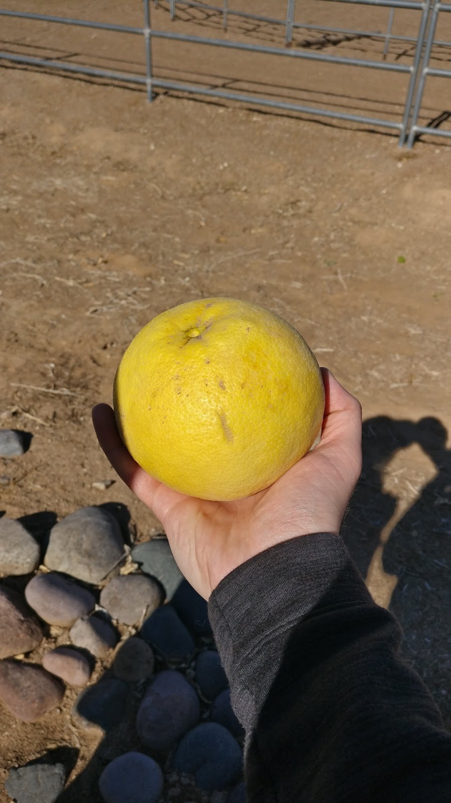 Cotton Lane Citrus Honey | 14014 N 172nd Ave, Surprise, AZ 85388, USA | Phone: (602) 361-2248