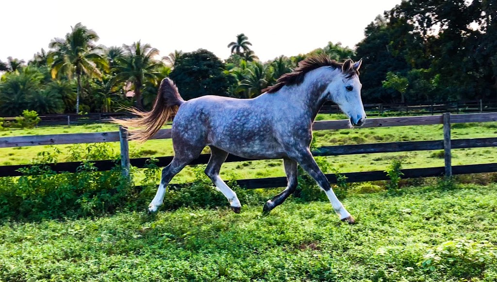 Myrland Stables | 5550 SW 73rd Ave, Davie, FL 33314 | Phone: (954) 646-1616