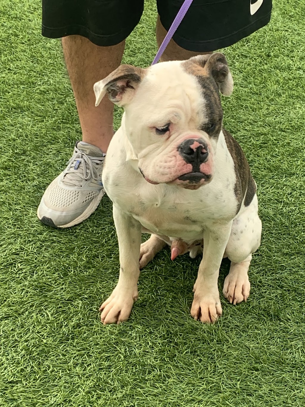 One of a Kind Bulldogs | 16777 Lake Wohlford Ln, Valley Center, CA 92082, USA | Phone: (760) 580-2293