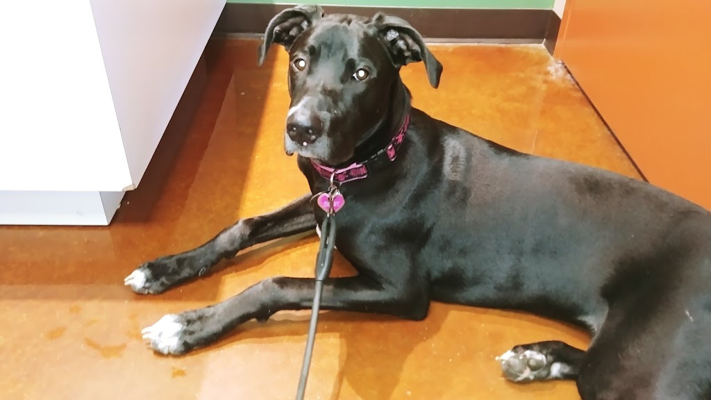 Walnut Creek Veterinary Clinic | 11336 S 96th St #106, Papillion, NE 68046, USA | Phone: (402) 505-5445