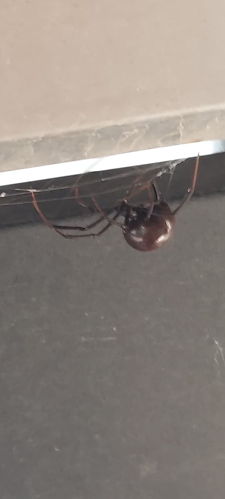 Xtreme pest control | 332 Emerald Acres St, El Paso, TX 79928, USA | Phone: (915) 525-8604