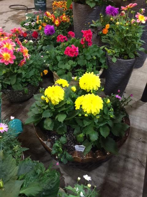 Kens Garden Center | 4121 Dimond Way, Wasilla, AK 99654, USA | Phone: (907) 982-9804