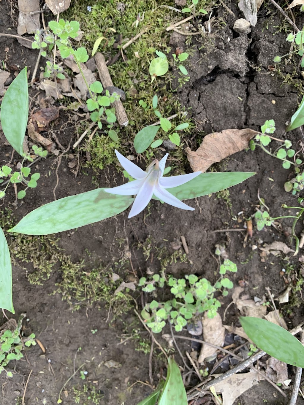 Trillium Trails Wildflower Preserve | Cincinnati, OH 45215, USA | Phone: (513) 771-8733