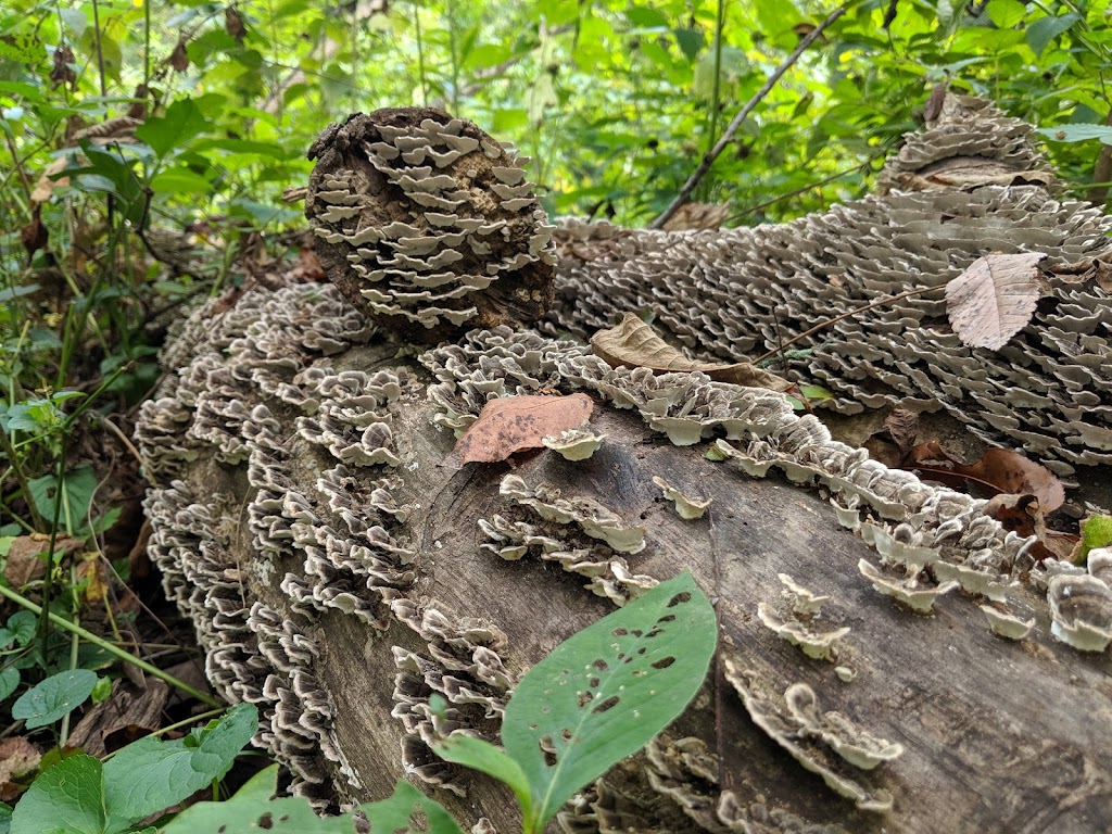 Wildflower Reserve Interpretive Center | 525 Lincoln Hwy, Raccoon Creek State Park Wildflower Center, 482 US-30, Clinton, PA 15026, USA | Phone: (724) 899-3611