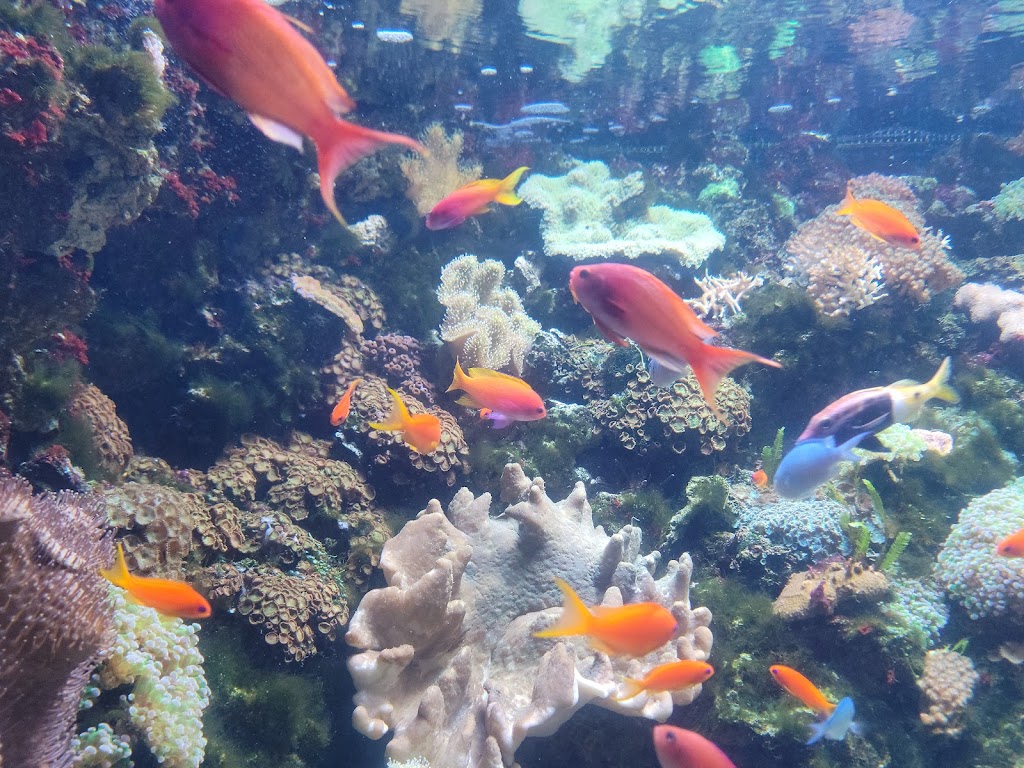 Downtown Aquarium | 700 Water St, Denver, CO 80211, USA | Phone: (303) 561-4450