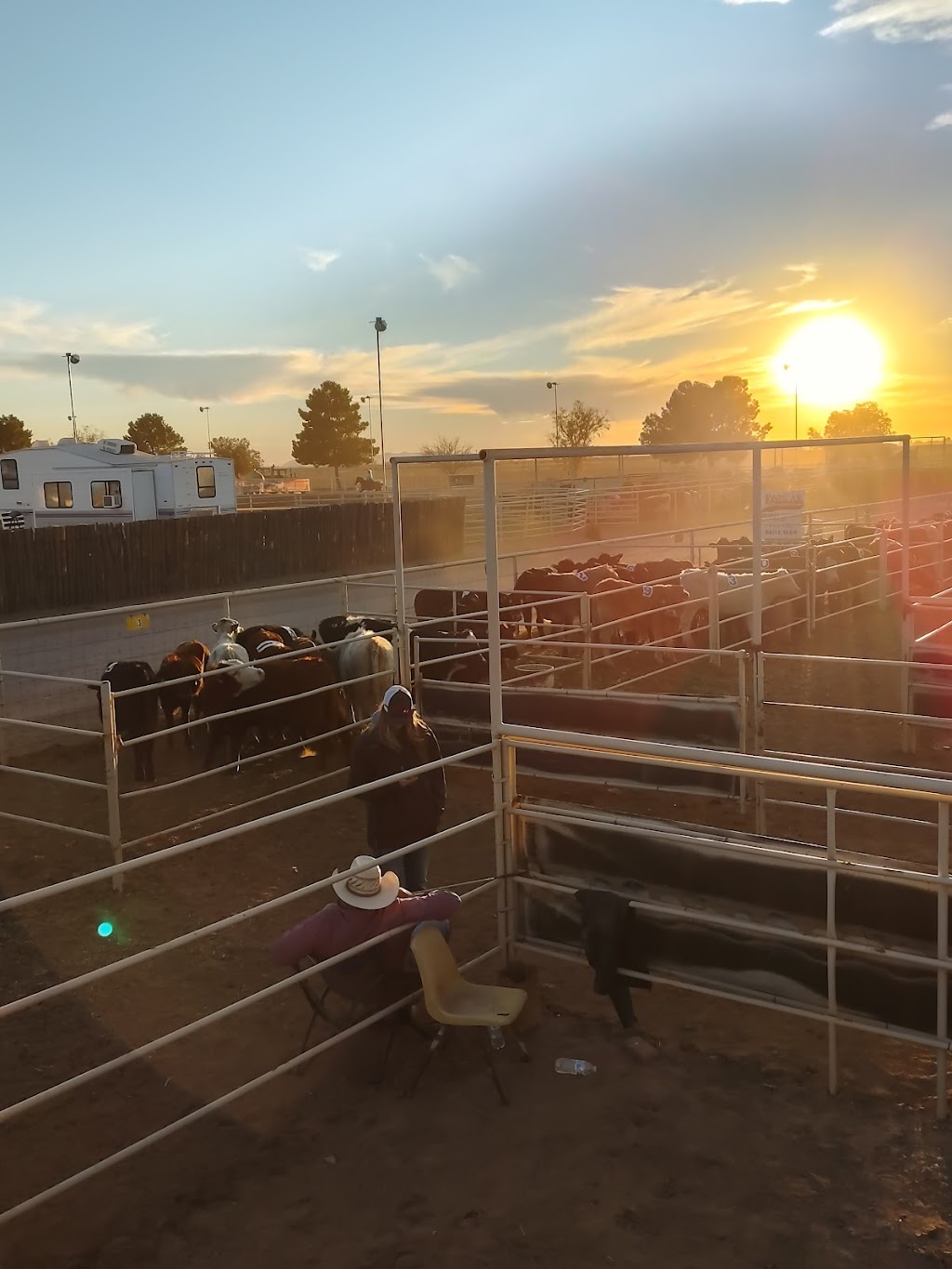 Lonestar Equestrian Team Roping Camp and Ranch Sorting | 350 S Attaway Rd, Coolidge, AZ 85128, USA | Phone: (520) 251-0737