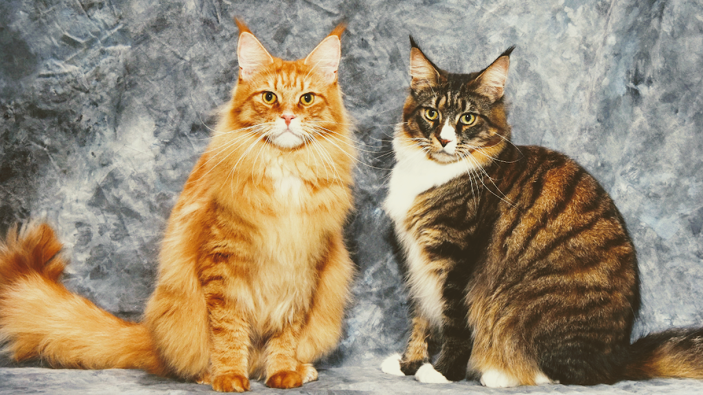 MousseeCoons Maine Coon Cattery | 20283 Santa Maria Ave #2672, Castro Valley, CA 94546, USA | Phone: (510) 504-1288