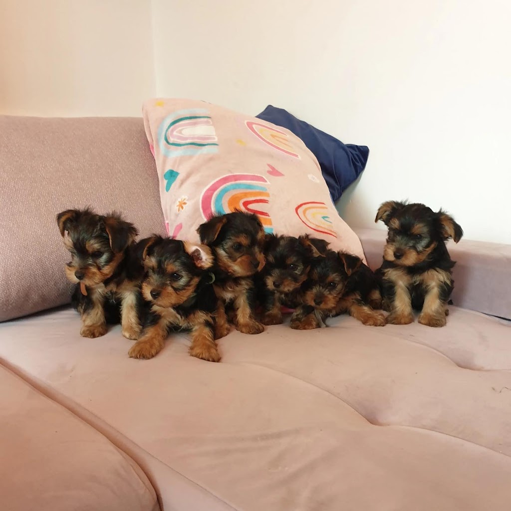 Yorkie Puppies For Sale In California | 14870 Cheyenne Pl, Victorville, CA 93277, USA | Phone: (559) 794-2092