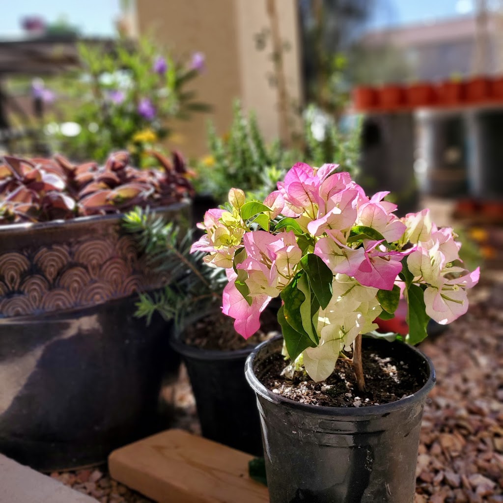 Garden Social | 40615 W James Ln, Maricopa, AZ 85138, USA | Phone: (816) 674-0534