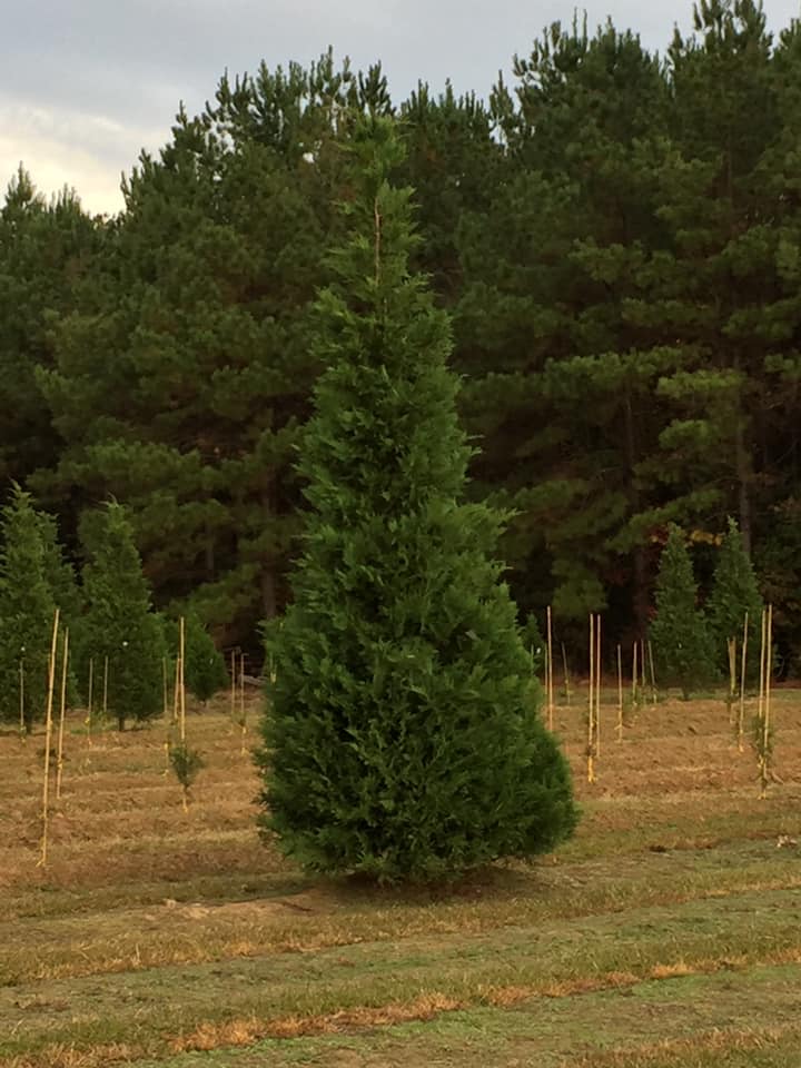 Yawn Station Christmas Tree Farm | 29400, 29498 Ruby Purvis Rd, Independence, LA 70443, USA | Phone: (985) 878-6223