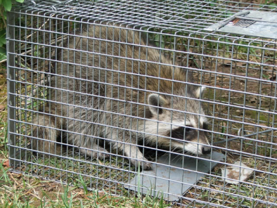 ASAP Wildlife Control and Removal - North Carolina | 103 Benwall Ct, Chapel Hill, NC 27516, USA | Phone: (919) 818-1002