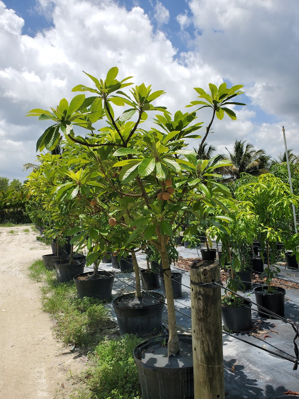 Als Fruit Trees LLC | 14000 SW 182 Ave, Miami, FL 33196, USA | Phone: (786) 351-1521