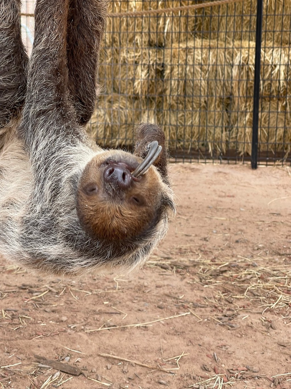 Camel Safari Las Vegas | 2725 River Cliff Rd, Bunkerville, NV 89007, USA | Phone: (800) 836-4036