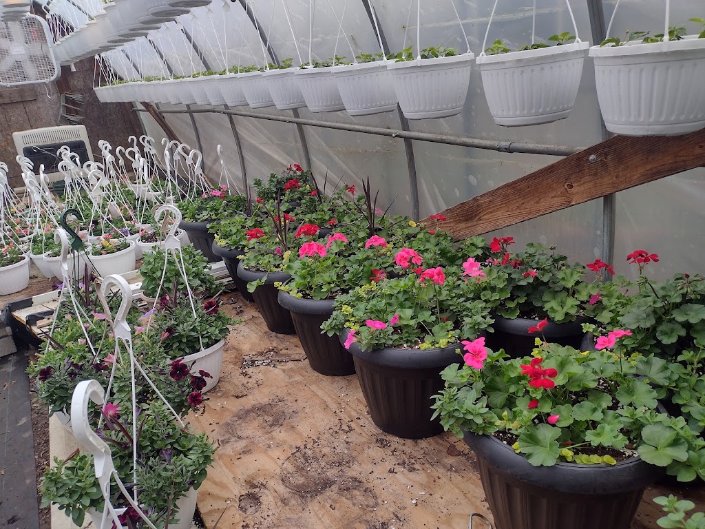 Fred Pattersons Greenhouse | 8100 Quarry Rd, Amherst, OH 44001, USA | Phone: (440) 986-5761