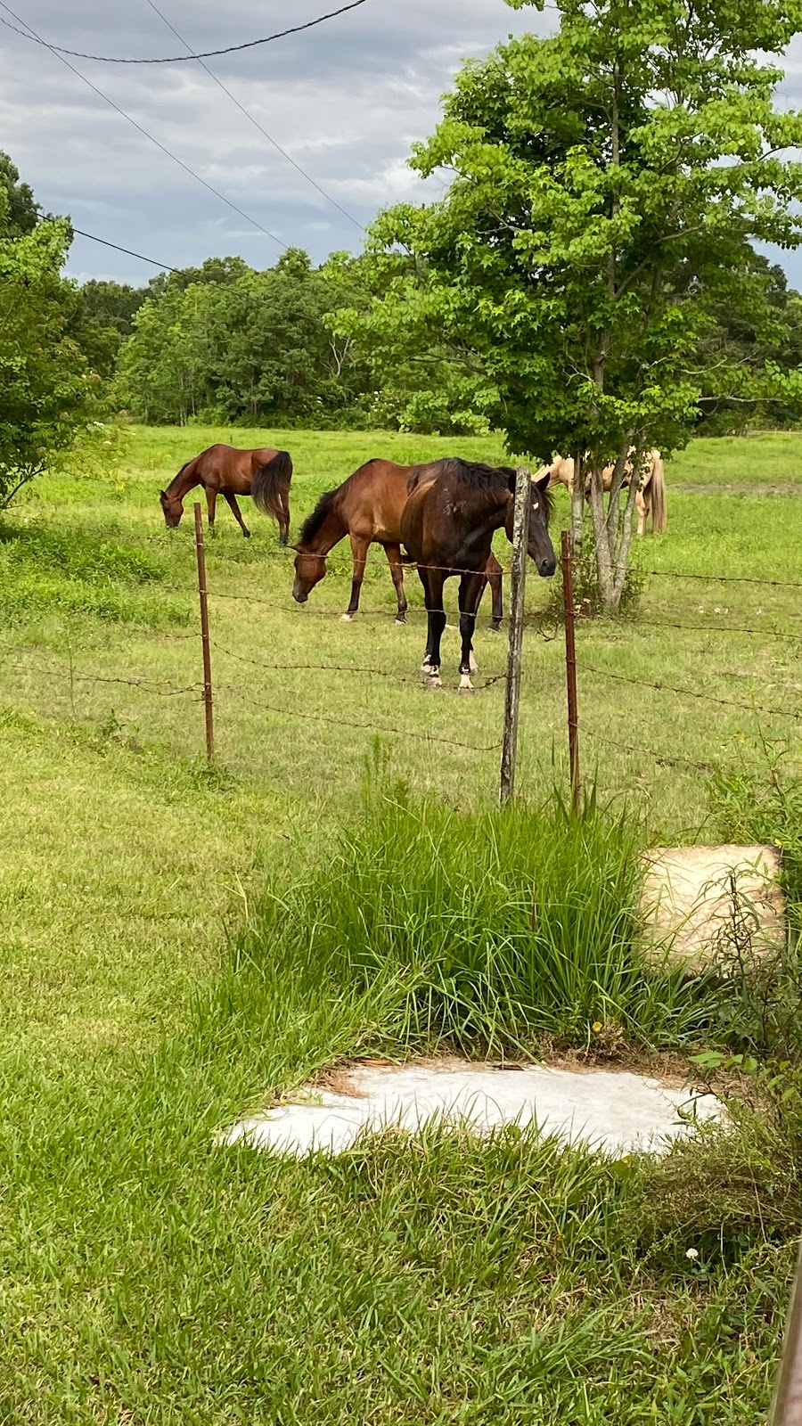 Horses of Hope Equine Assisted Therapies | 8801 Forrest Delatte Rd, Denham Springs, LA 70726, USA | Phone: (225) 330-4040