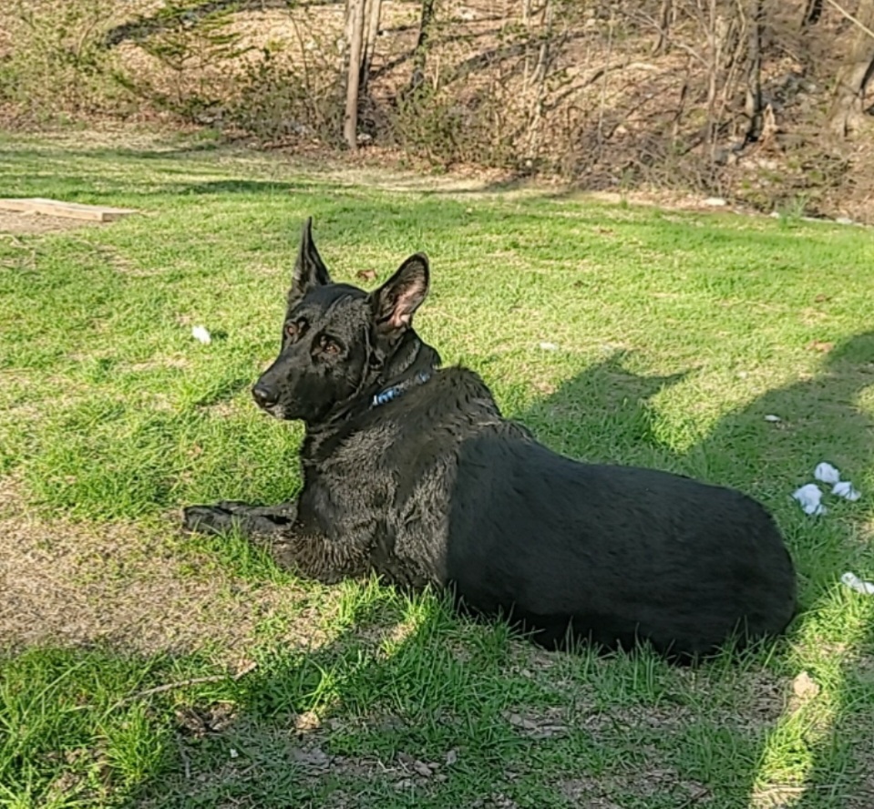 Forever Angels Pet Cemetery and Crematorium | 148 Youngblood Rd, Montgomery, NY 12549 | Phone: (845) 895-8950