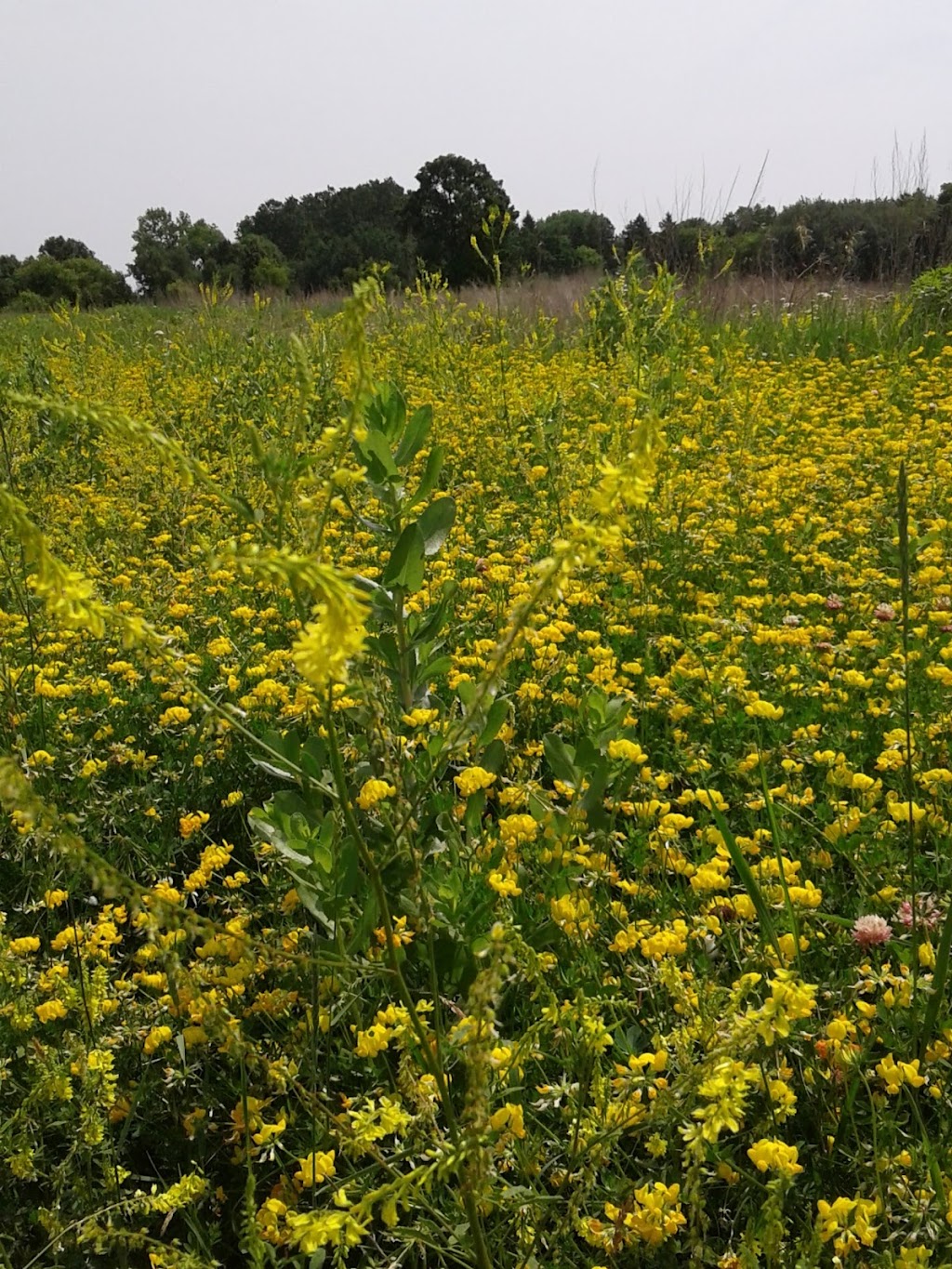 Fish Creek Natural Area | 1487-1507 Henry Ln, Maplewood, MN 55119, USA | Phone: (651) 249-2170