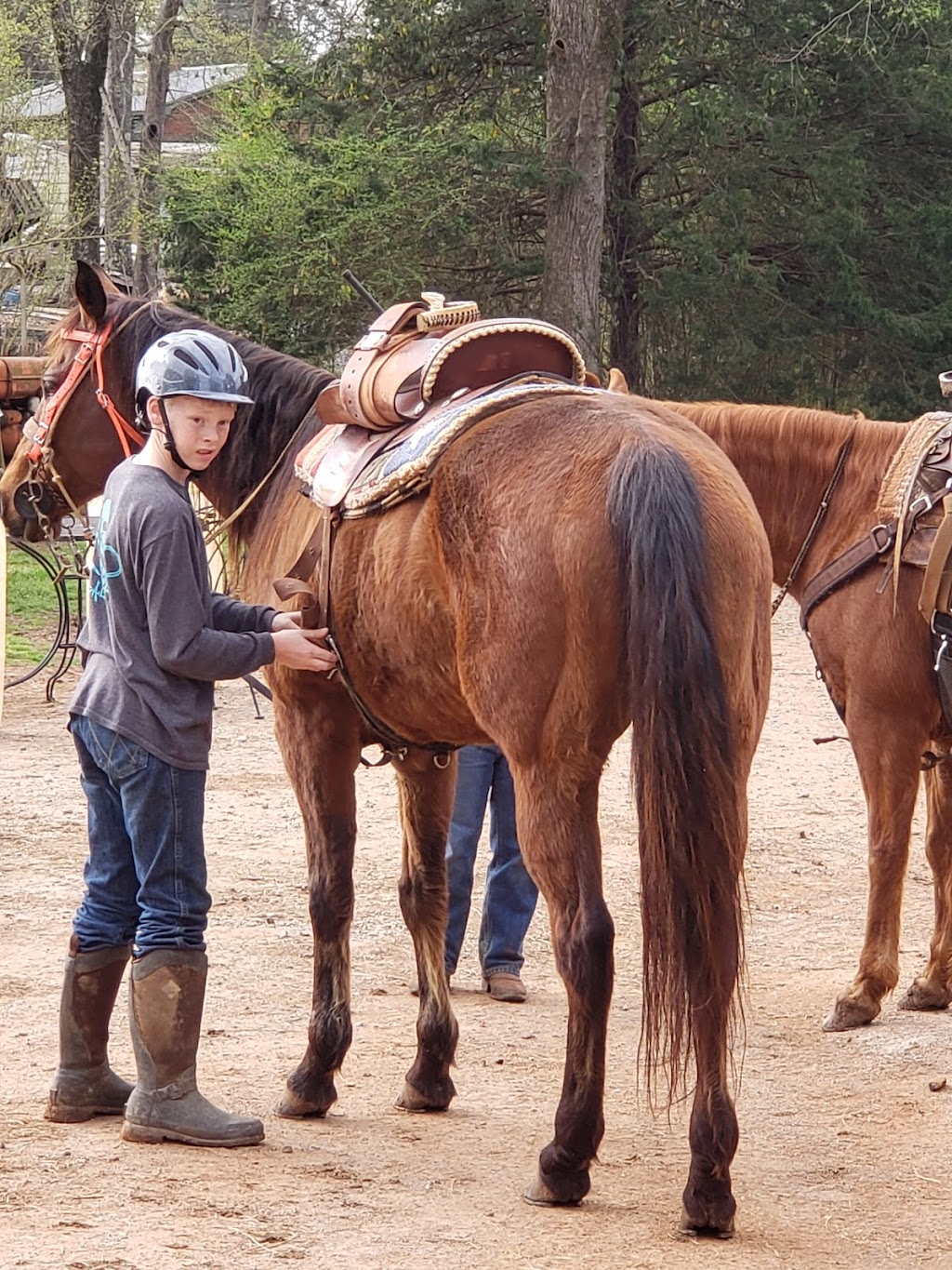 Carousel O Breeds | 95 Albright Farm Rd, Montevallo, AL 35115, USA | Phone: (205) 533-0432