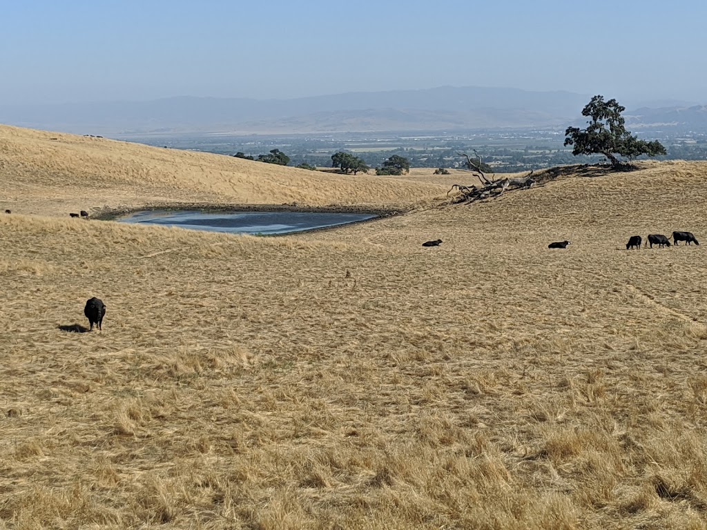 Coyote Lake Dam Parking Lot / Harvey Bear Trail Trailhead | Coyote Reservoir Rd, Gilroy, CA 95020, USA | Phone: (408) 842-7800