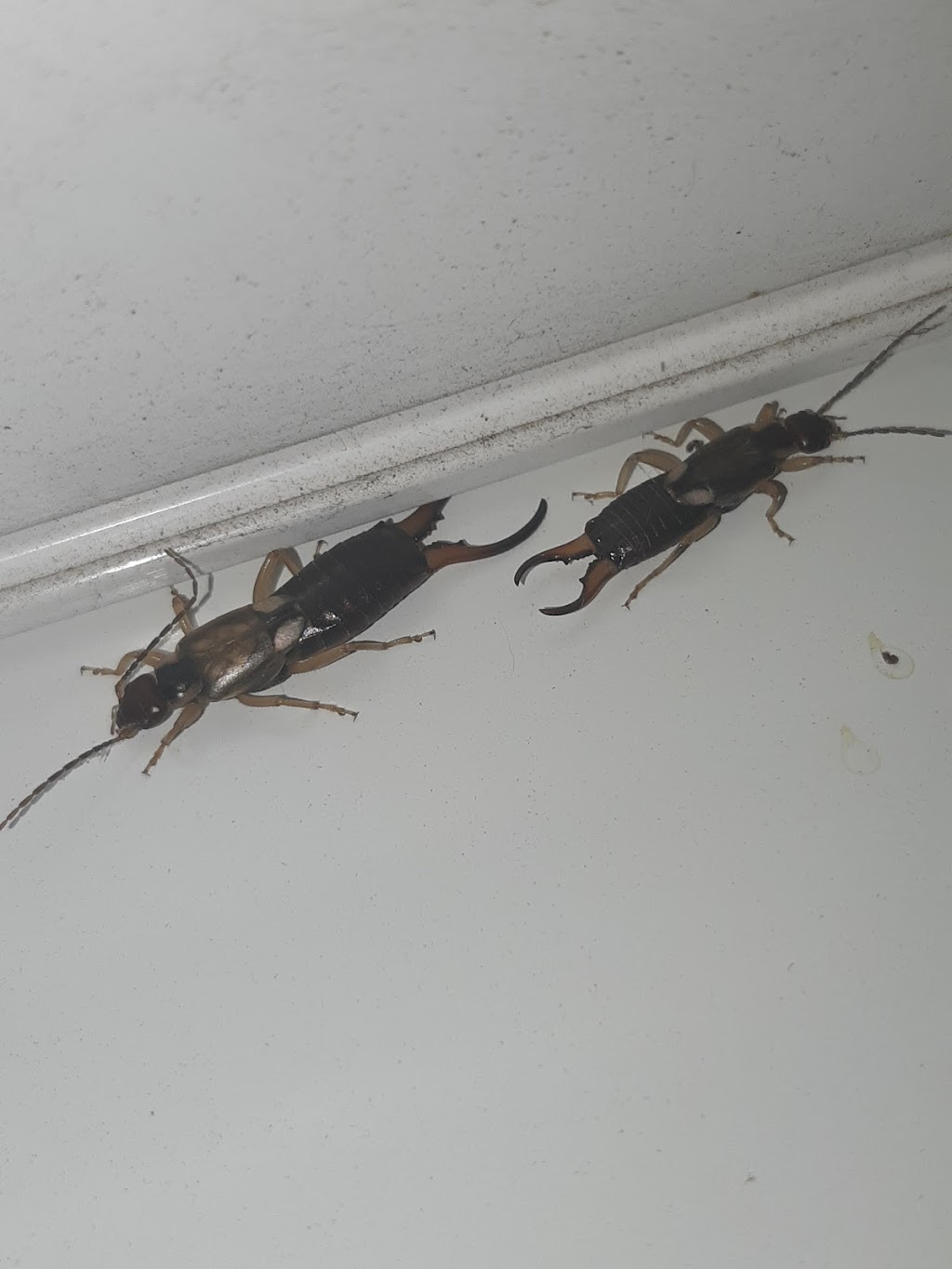 Outstanding Pest Solutions | 12631 Foxdale Dr, Moreno Valley, CA 92553, USA | Phone: (951) 476-9478