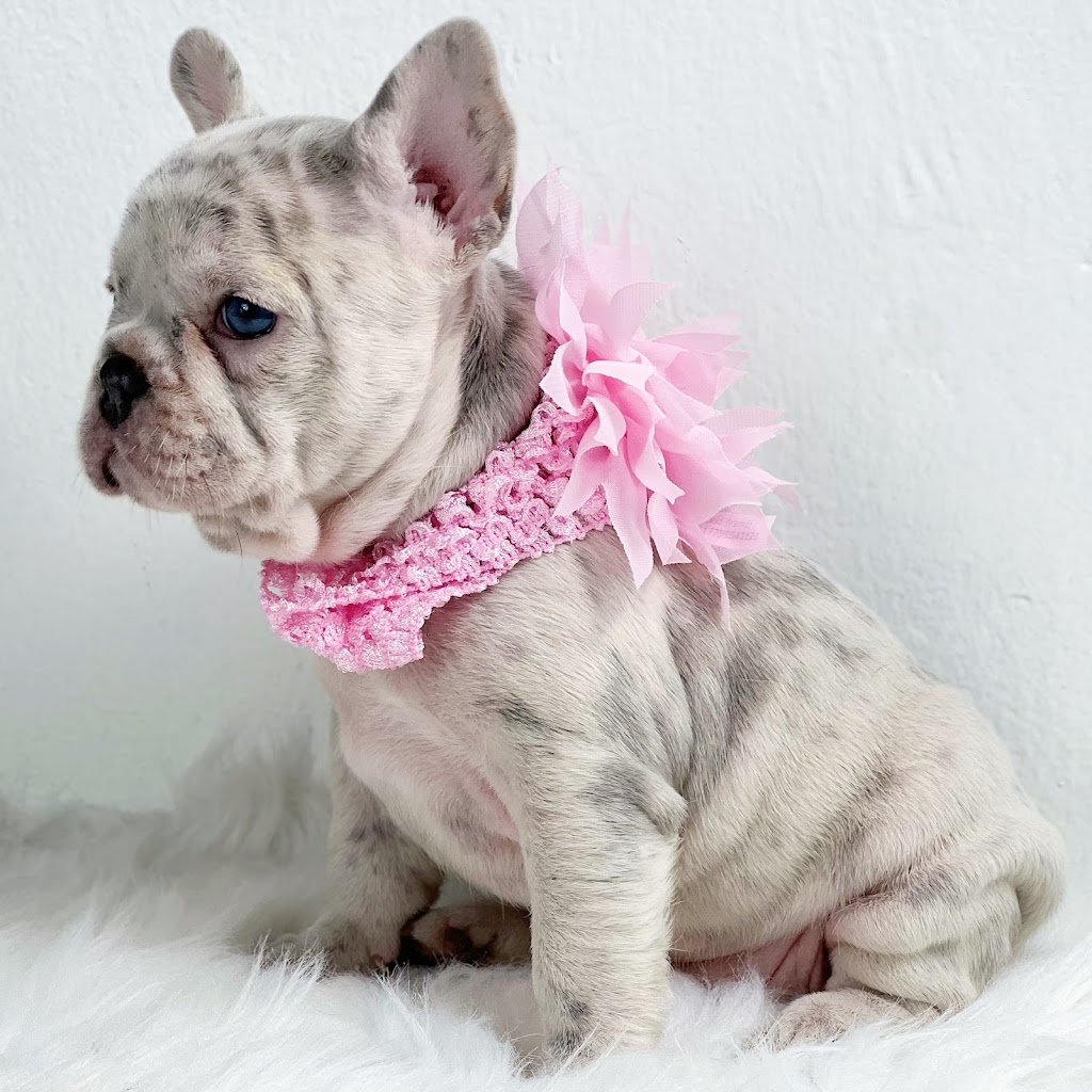 Puppy Love Florida | 773 NW 170th Terrace, Pembroke Pines, FL 33028, USA | Phone: (954) 706-1152