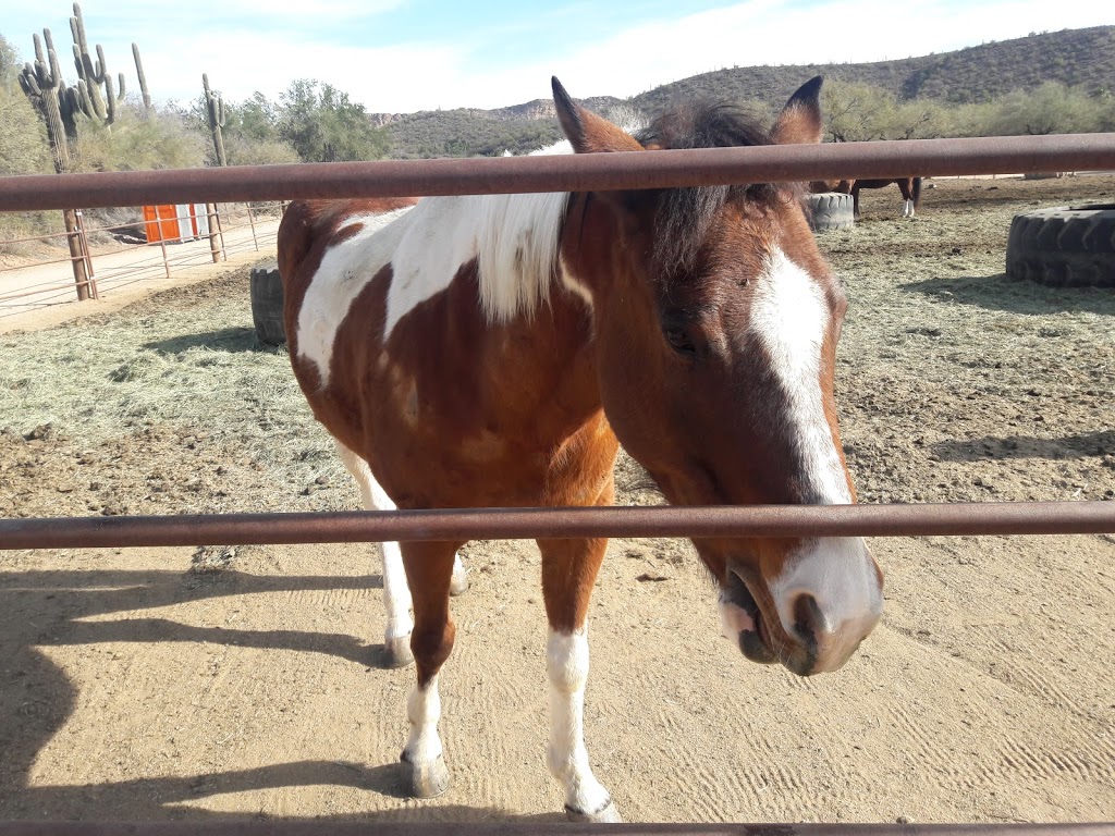 Saguaro Lake Ranch Stables | 13050 N Bush Hwy, Mesa, AZ 85215, USA | Phone: (480) 984-0335